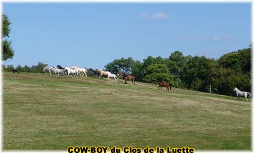 le bouvier des flandres et le cheval - Elevage du CLOS DE LA LUETTE - COPYRIGHT DEPOSE